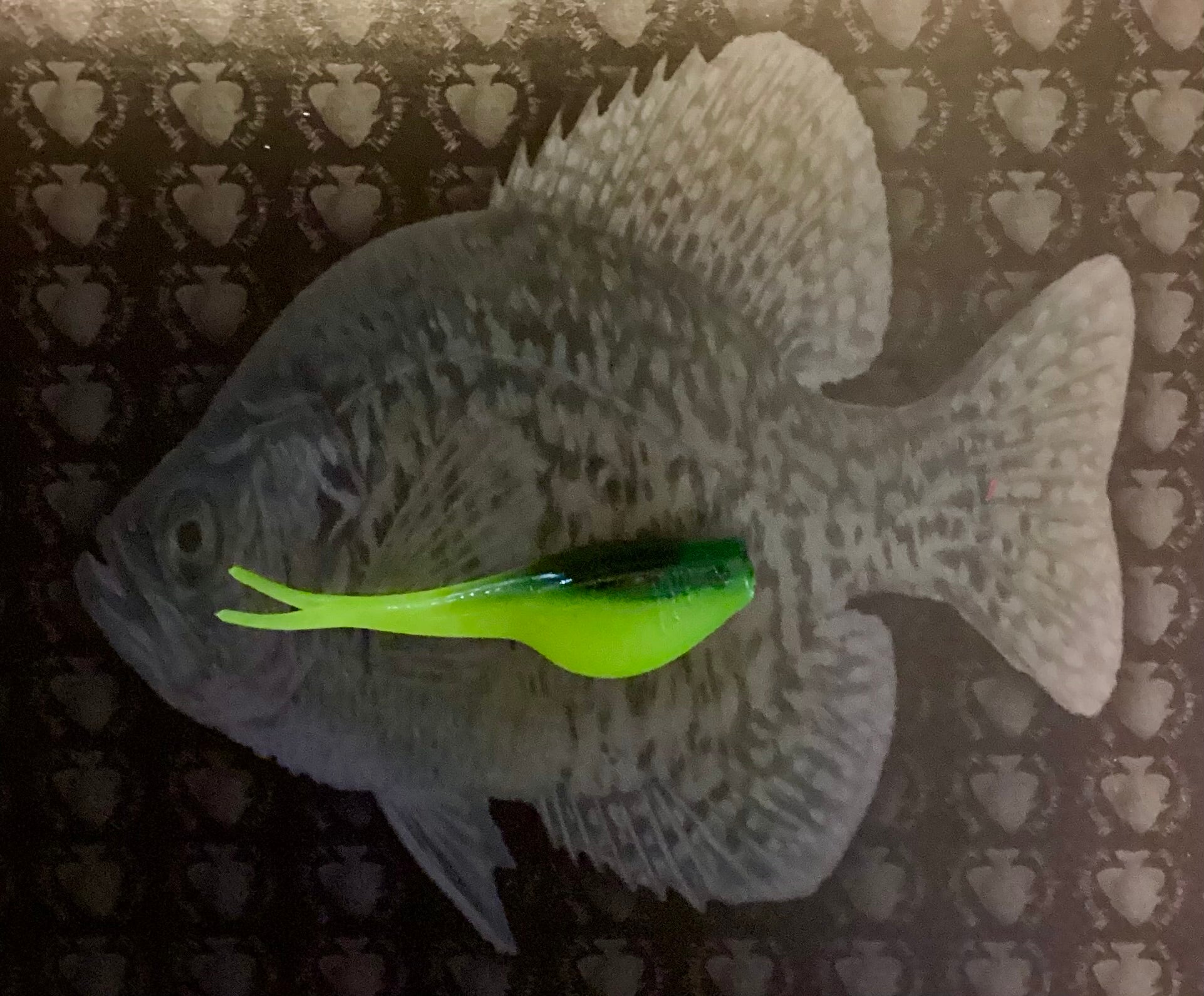 15 Pk 2in Rubber Split Tail Crappie Bait