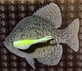 15 Pk 2in Rubber Split Tail Crappie Bait Chartreuse Glow